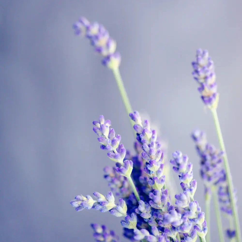 Close-up of blooming purple lavender sprigs